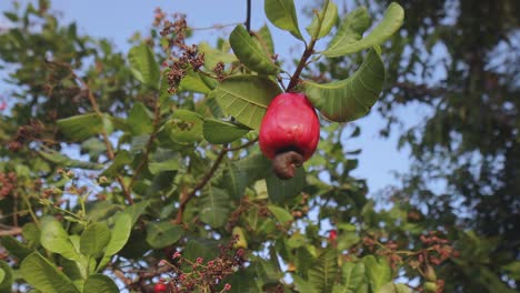 Cashewsamen-Auf-Einem-Baum-Mit-Selektivem-Fokus-Und-Verschwommenem-Hintergrund