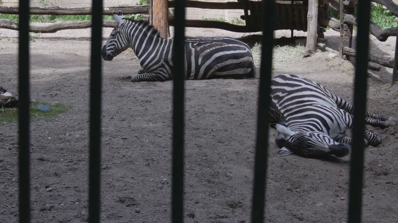 Two Zebras Resting at Kaunas Zoo