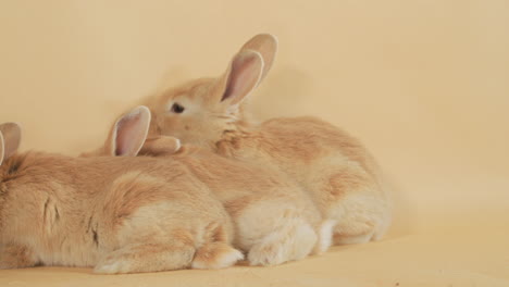 blonde little newborn bunnies stacked together on a backdrop - medium static shot