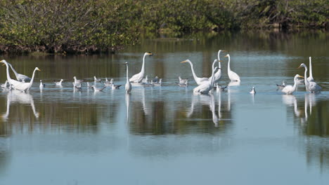 great white egret in a lake at merrit island, florida