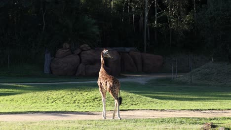 a giraffe walking in an open area