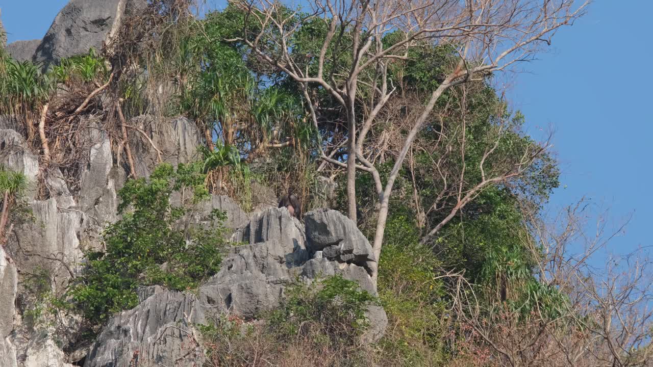 en la cima de una montaña de piedra caliza bajando, mailand serow capricornis sumatraensis maritimus, tailandia visto