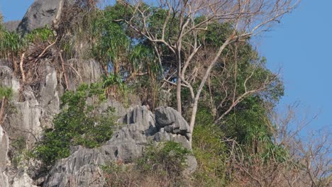 Visto-En-La-Cima-De-Una-Montaña-De-Piedra-Caliza-Moviéndose-Hacia-Abajo,-Mailand-Serow-Capricornis-Sumatraensis-Maritimus,-Tailandia