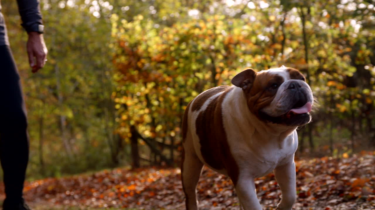 hombre tomando bulldog británico para caminar a través del paisaje de otoño