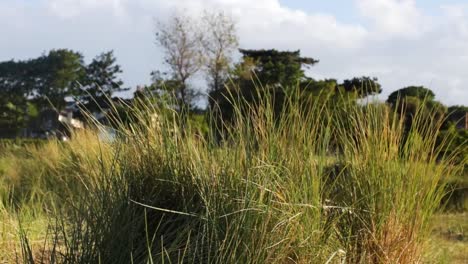 Green-reeds-moving-from-the-wind-background