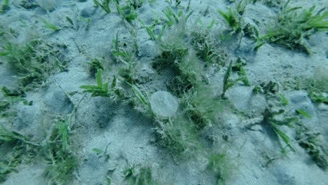 protective sheath of eggs lugworm arenicola marina attached to the bottom among seagrass. red sea, marsa alam, marsa mubarak, egypt (underwater shot, closeup)