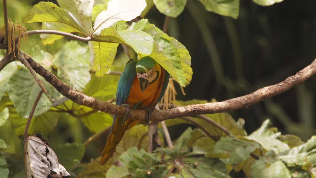 Perched blue-and-yellow macaw in Peru’s jungle shade under leaf, morning vibes, vivid plumage glowing in sunlight.