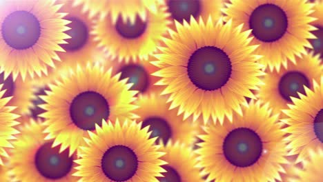 sunflower in summer of filter like instagram[loop]