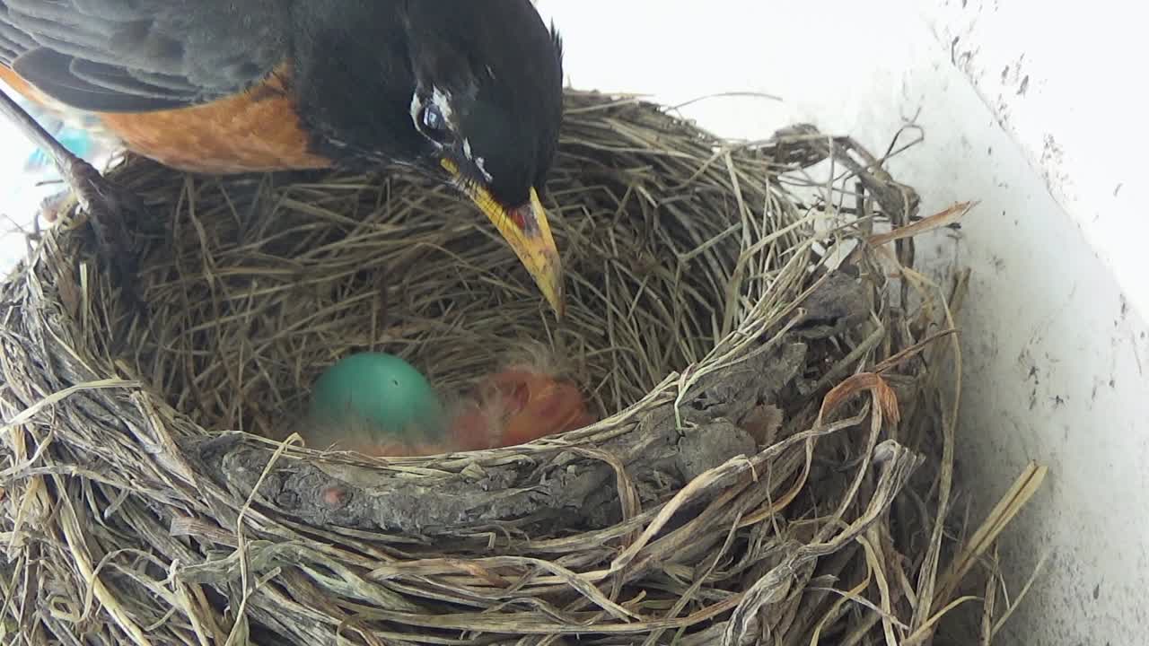 Mother Robin rotates blue eggs in nest, waking newly hatched babies