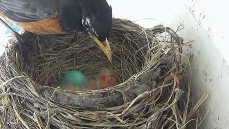 mother robin rotates blue eggs in nest, waking newly hatched babies