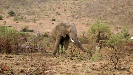 male elephant alone amidst vegetation, safari car passing in background