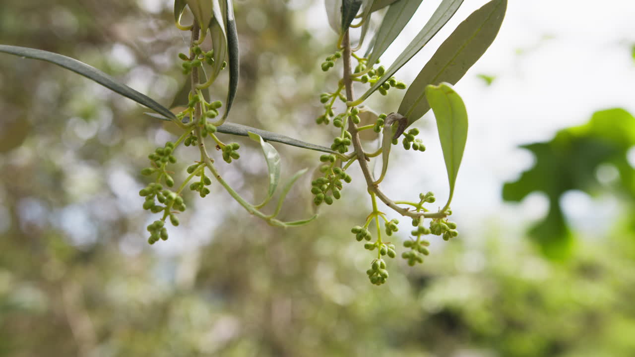 Piccoli frutti di olive appena nati su un albero calabrese per la produzione di olio