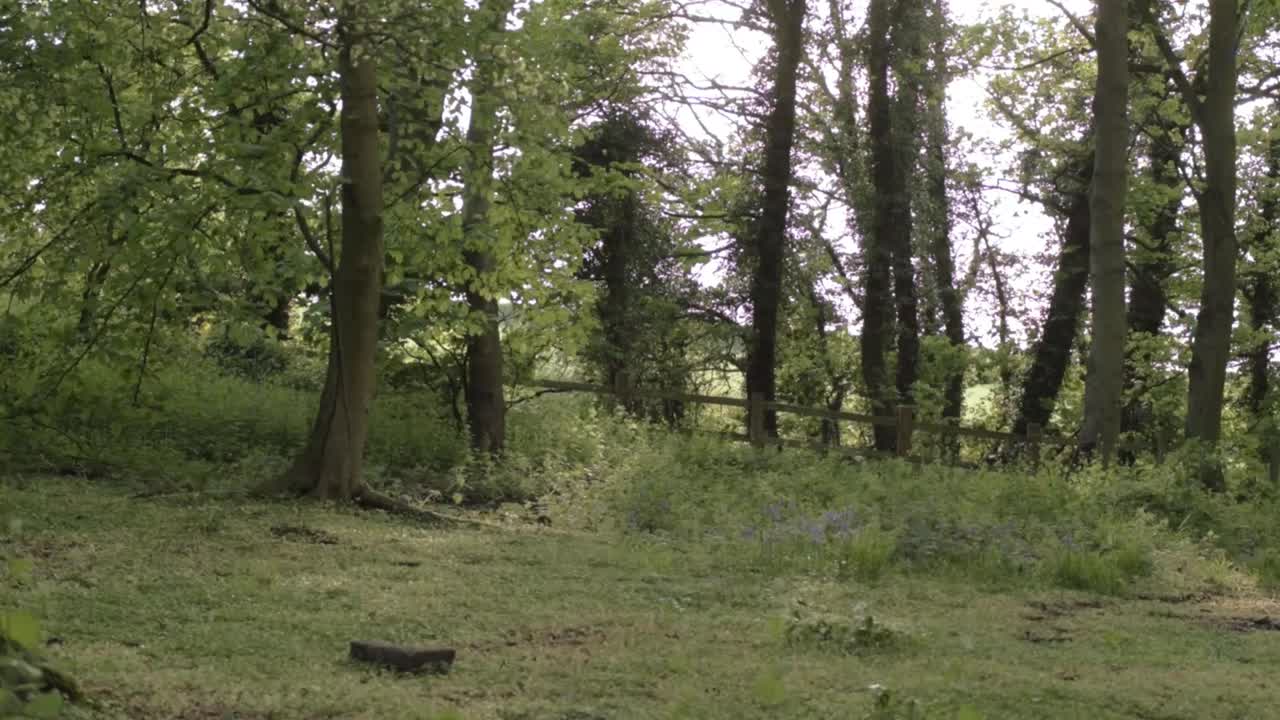Lush woodland with countryside fence wide tilting shot