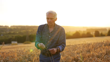 mature caucasian man stands in the vast agricultural field of ripe bread at sunset. farmer checks the ripeness of wheat grain