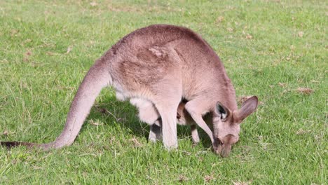 mother kangaroo and joey feeding on grass together