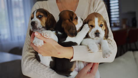 El-Dueño-Tiene-Dos-Lindos-Cachorros-Beagle.