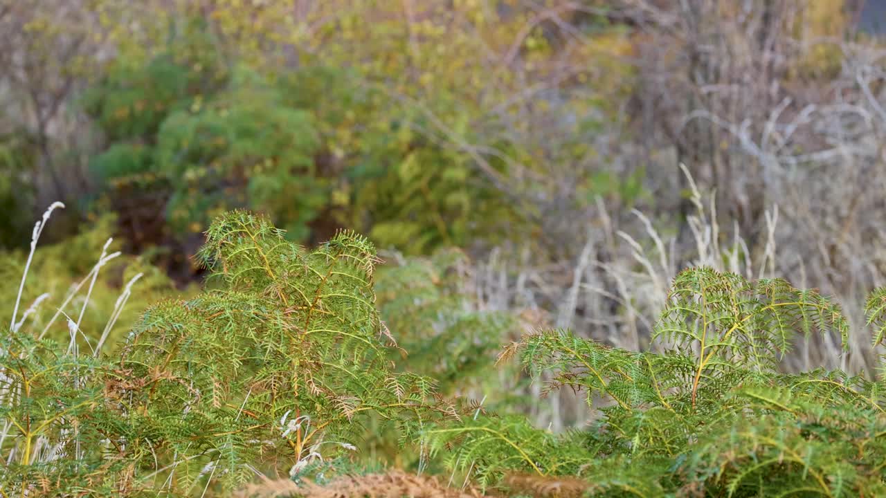 Green ferns gently wave in natural light, wind movement, static camera, Glenorchy, New Zealand