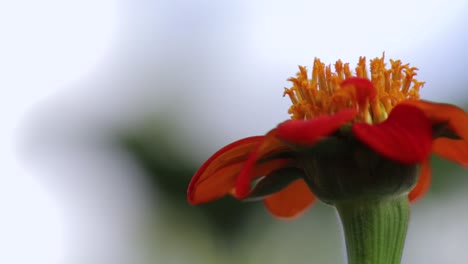 La-Flor-Naranja-De-Tithonia,-Conocida-Como-Girasol-Mexicano-En-Sri-Lanka,-Se-Balancea-Con-La-Brisa-Lenta-Contra-Un-Fondo-Suave,-Vista-Lateral-De-Cerca,-Clip-De-B-Roll