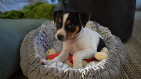 curious puppy dog looks confused