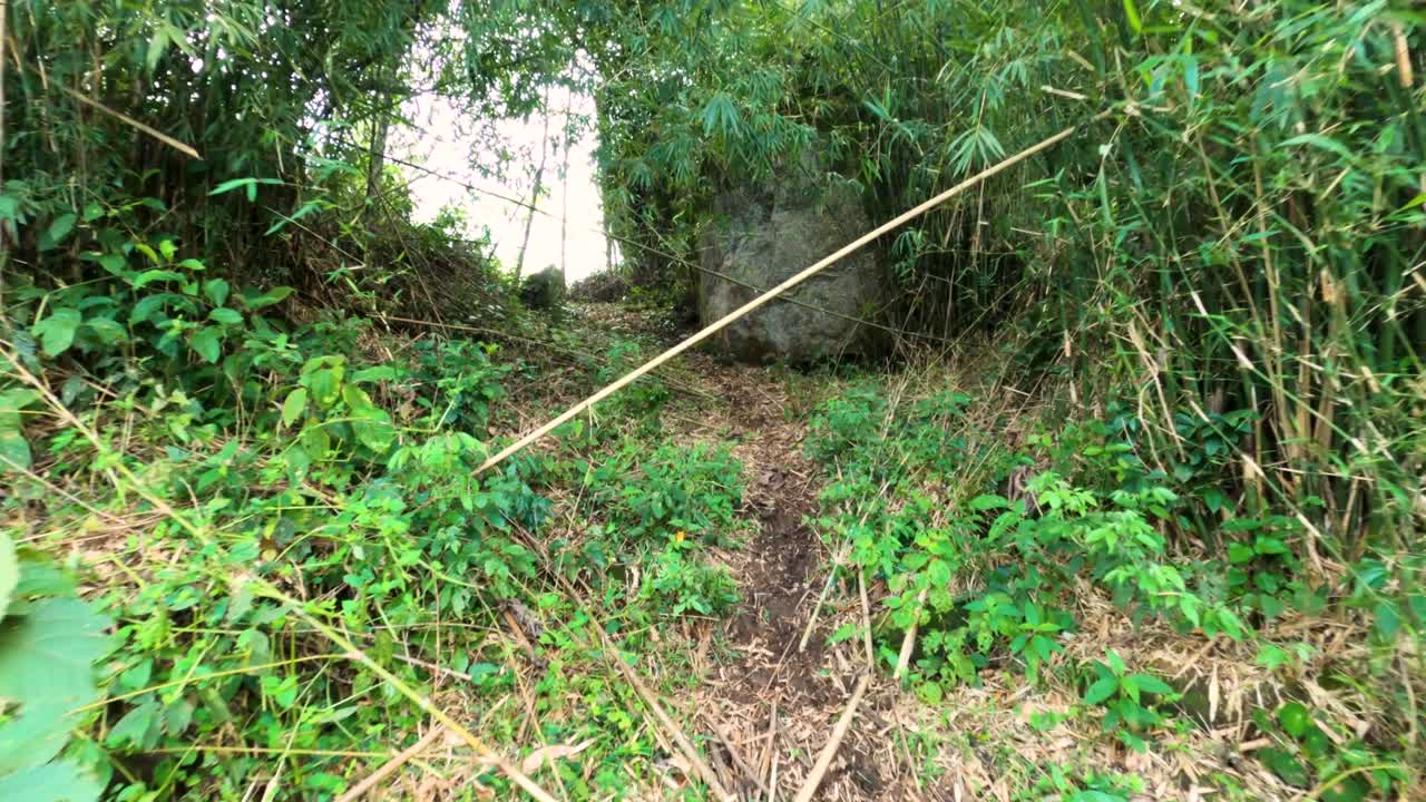 caminando por el sendero a través del bosque