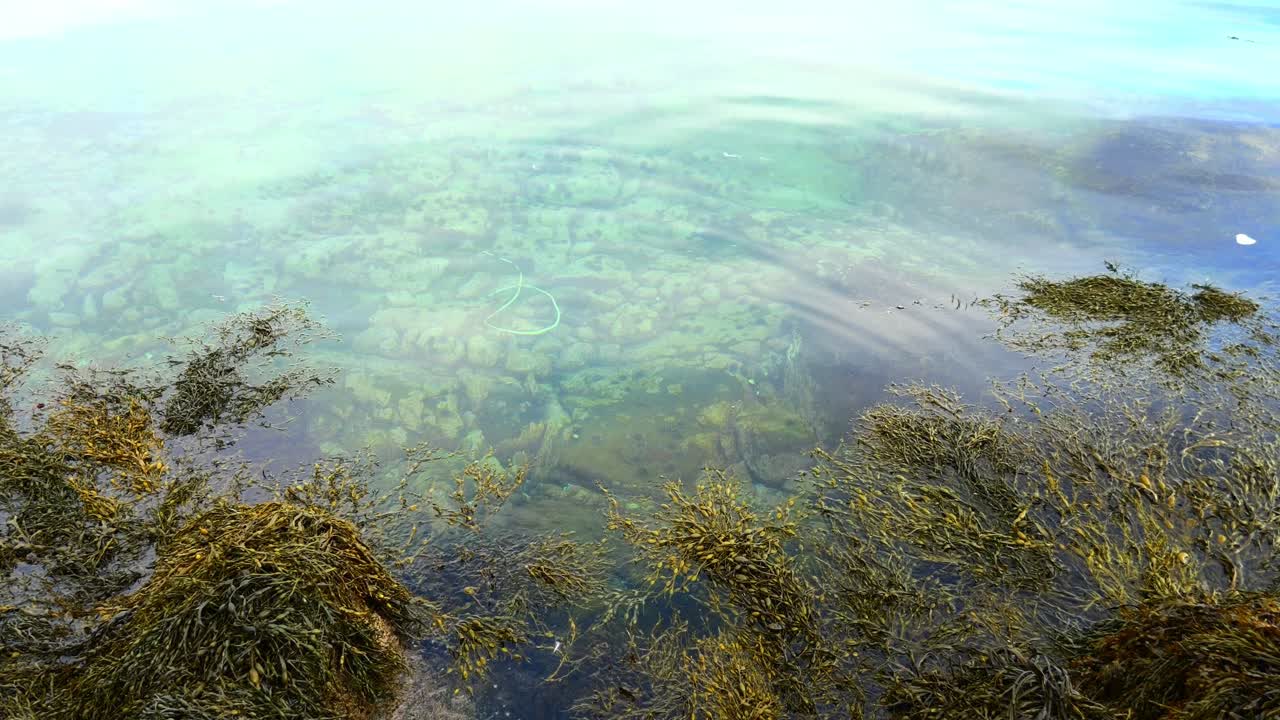 algas flotantes en la superficie del agua y una cuerda de plástico verde entre los erizos de mar en el fondo de la bahía rocosa