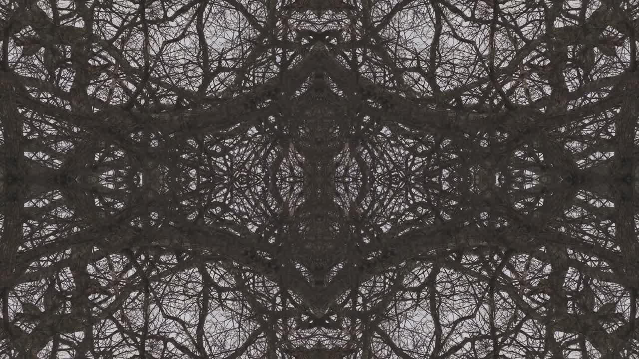 árboles en simetría - en bucle