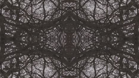 trees in symmetry - loopable