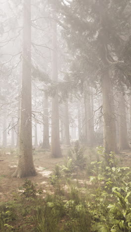 foggy forest path