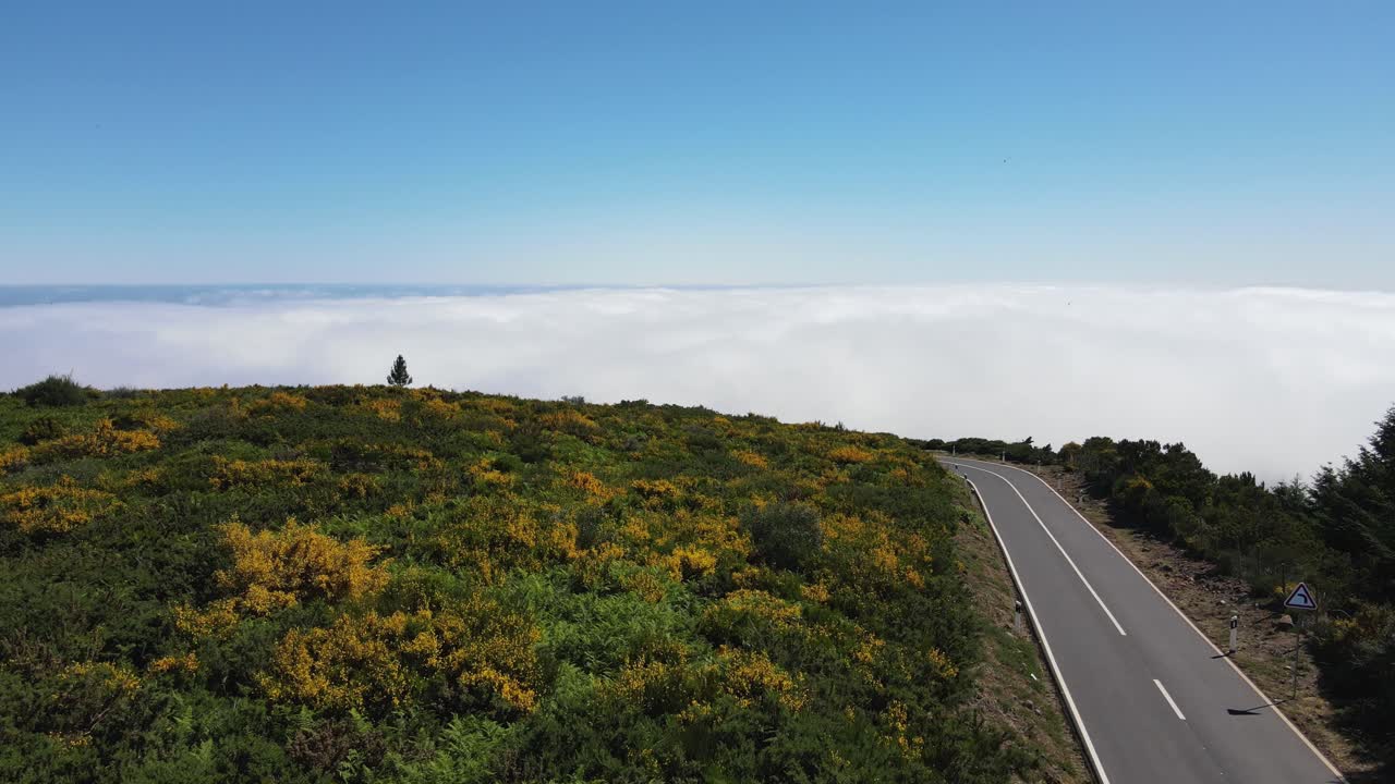 노란색 꽃으로 인 초록색 덤불 언덕을 가로질러 어있는 포장 된 도로 위의 4k 드론 비디오
