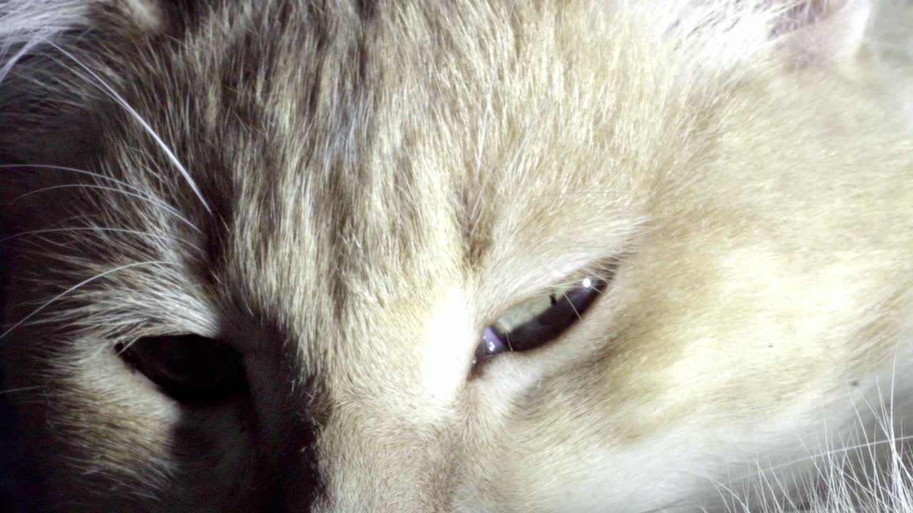 Close-up macro shot of a sleepy domestic cat's face and green eyes