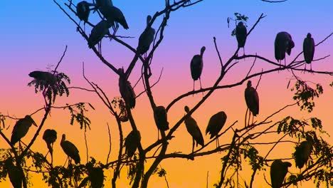 siluetas de cigüeñas posadas en las ramas de los árboles al anochecer, brillante cielo naranja y azul al atardecer en el fondo