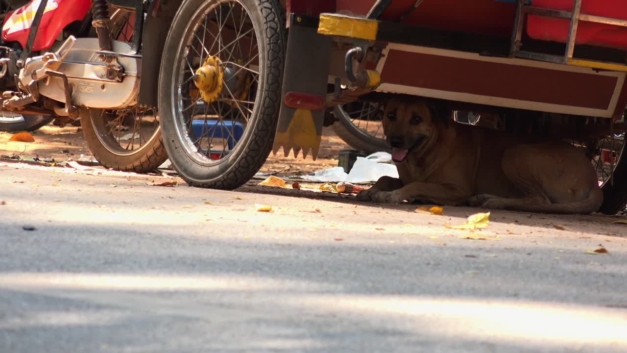 Medium Shot of Hot Dog Panting Trying to Cool Down While Getting Shade Under the carriage of a Parked TukTuk