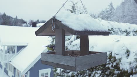 Flying-Eurasian-Blue-Tit-Bird-Perched-On-Wooden-House-Bird-Feeder-Hanging-Outdoors