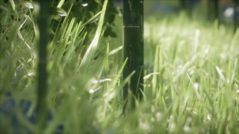 fresh-green-Grass-on-the-forest