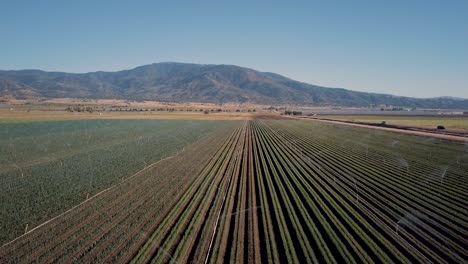 Sprinklers-watering-rows-of-crops-with-Tehachapi-Mountains-in-background,-AERIAL