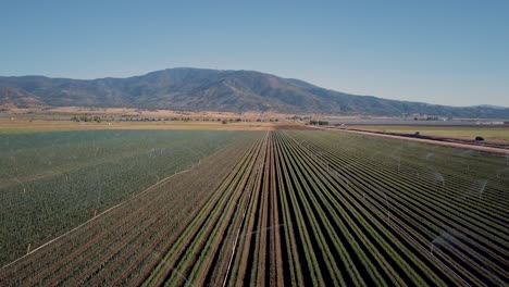 sprinklers watering rows of crops with tehachapi mountains in background, aerial
