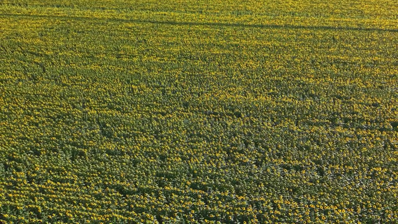 Felder voller gelber Blumen bedecken tagsüber eine weite ländliche Fläche.