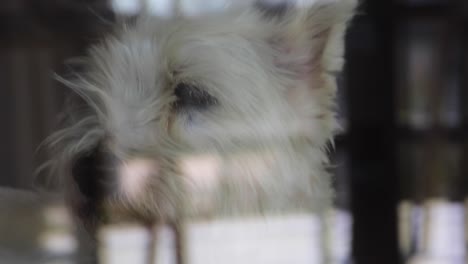 Dog-looking-through-the-window-outside-and-observing