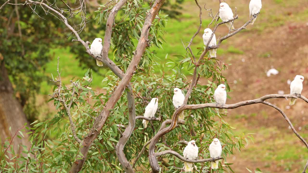 A flock of long-billed corellas perched on tree branches in Geelong, Australia, captured in natural daylight