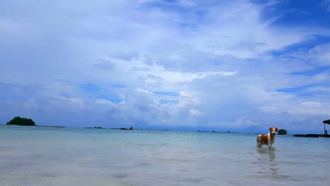 a-dog-enjoys-swimming-in-Uraya-beach-Samal-island-during-low-tide