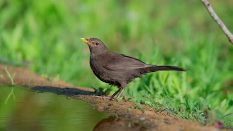 female common blackbird drinking water from a puddle