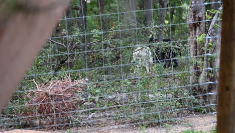 a-white-polar-wolf-is-behind-a-metal-fence,-in-a-forest