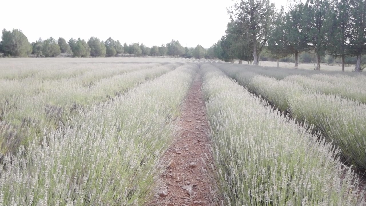 Lavender farming landscape with paths of flowers blooming in open space.