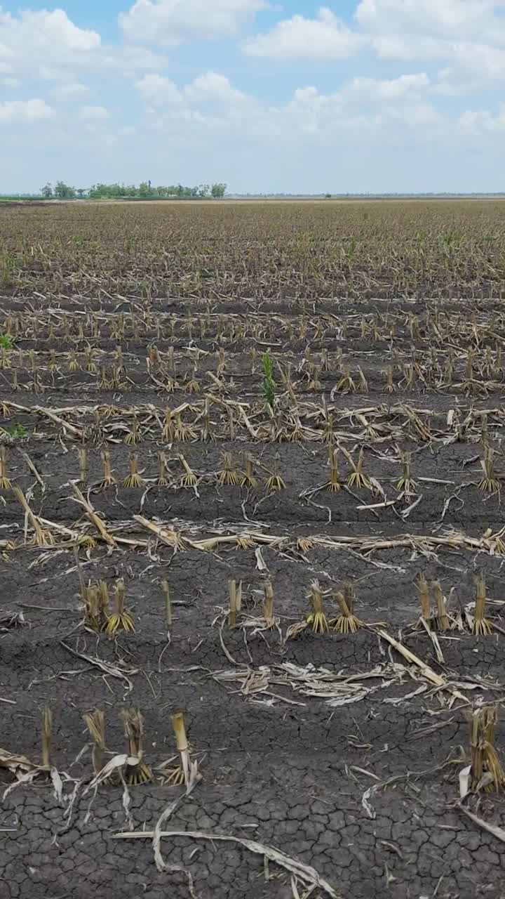 Harvested cornfield under a clear blue sky
