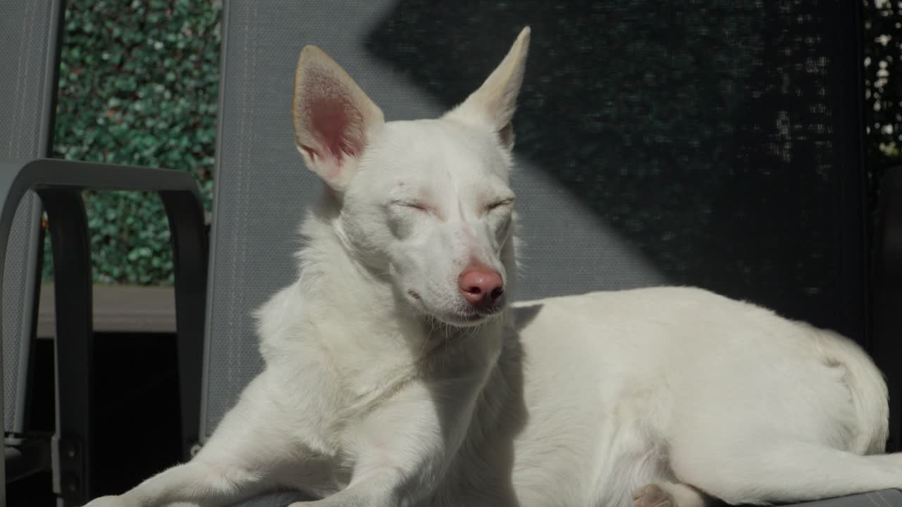 Sonnenbeschienener weißer Hund, Podenco, ruht mit geschlossenen Augen. Ruhiges Porträt im Sonnenlicht.