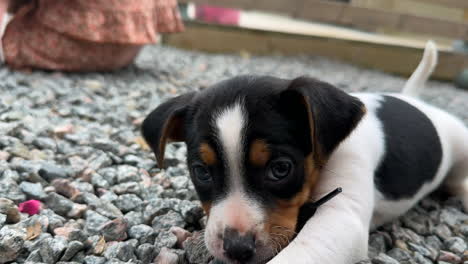 perro cachorro jugando en cámara lenta con encaje de zapatos