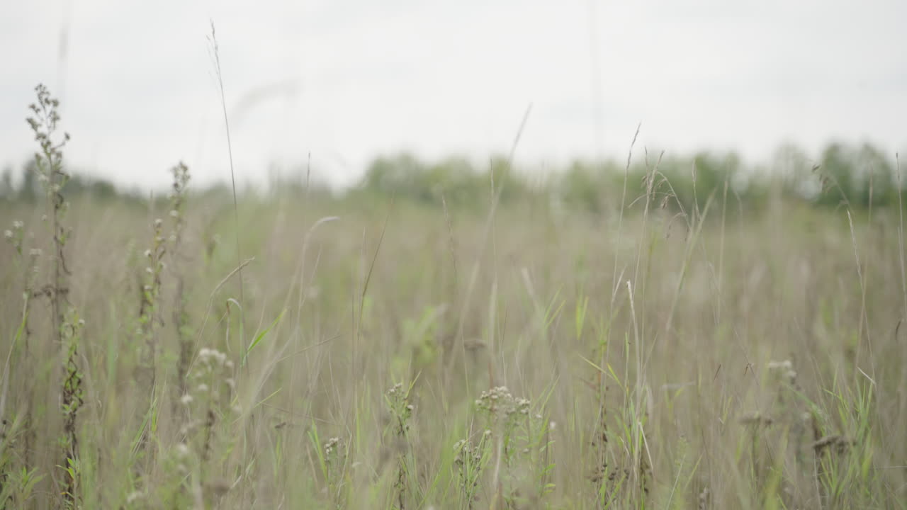 야생 식물과 꽃은 낮에 풀을 가로질러, 필드의 정적 깊이 bokeh