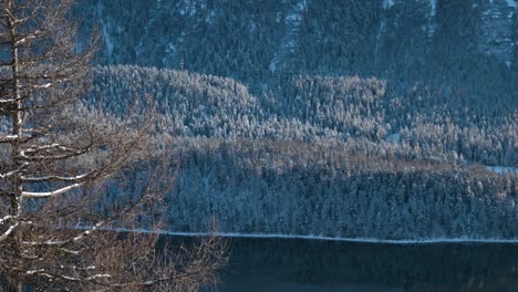 Detail-view-of-trees,-forest-and-lake-during-winter-in-St