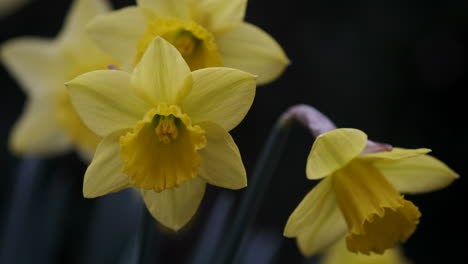 a sign of spring as bright yellow daffodil flowers come in to full bloom in an english country garden