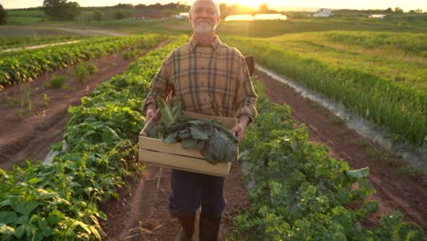 backlit portrait of senior caucasian good looking wise man farmer looking at the side, turning face to the camera in a field